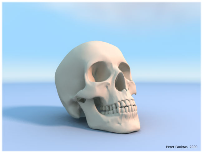 skull